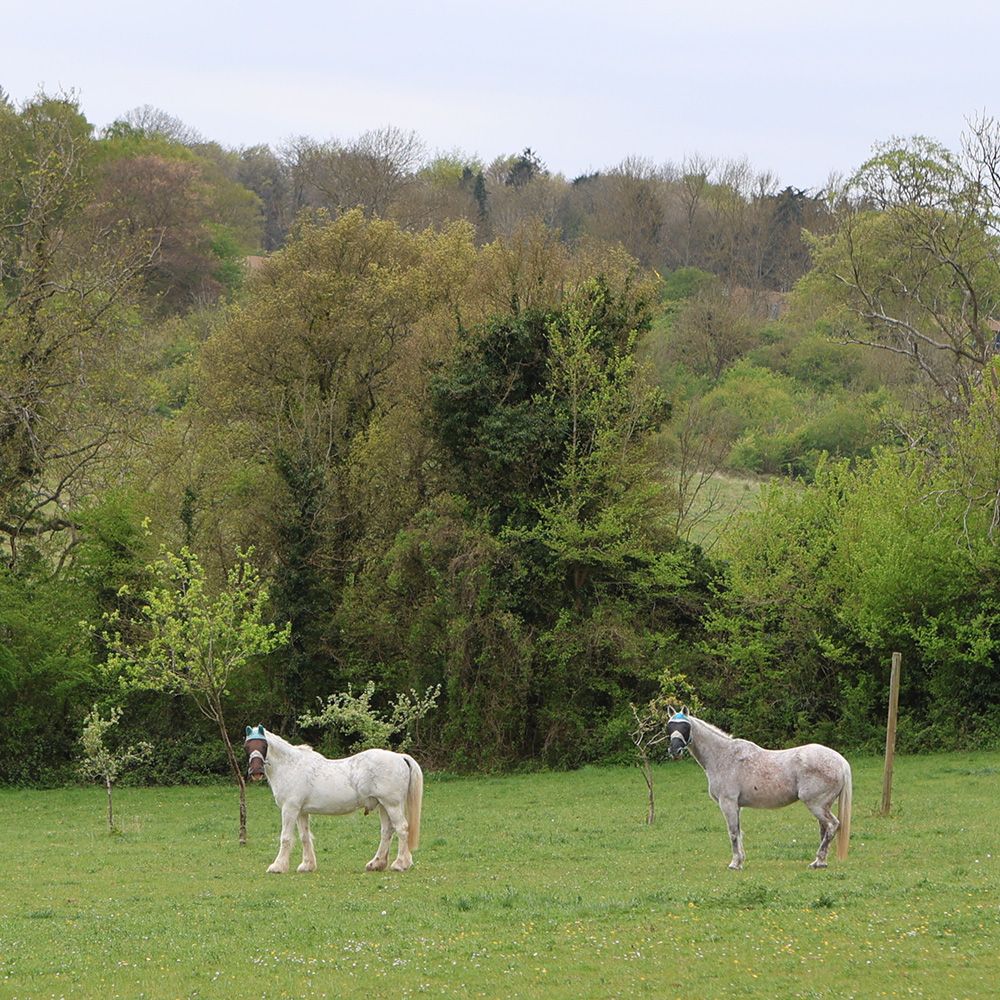 A description of my image.